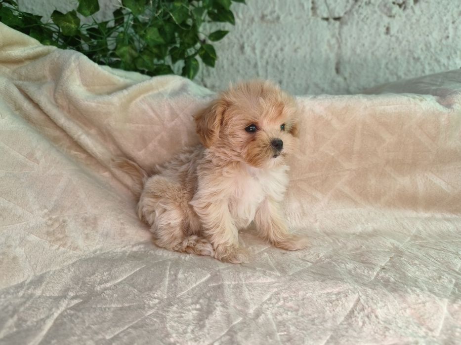 Vand fetita Maltipoo f1 minitoy