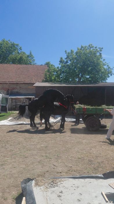 Armăsar frisian de montă