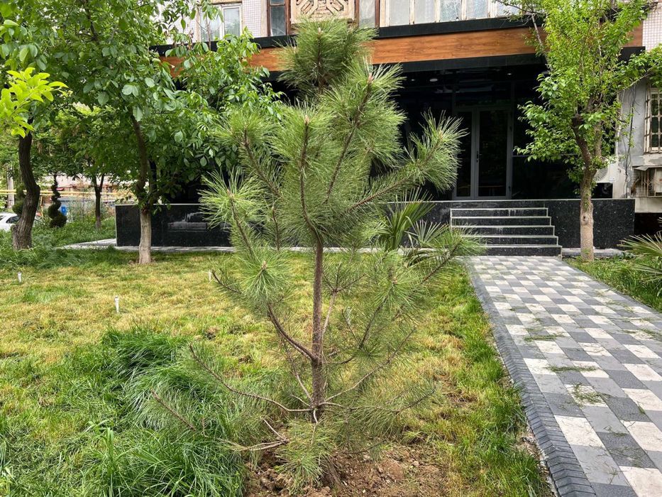 Аренда Новый Hi-Tech Office ул.шота руставели вдоль дороги 70м2