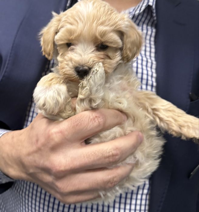 Catelus matipolo/pudel mini toy