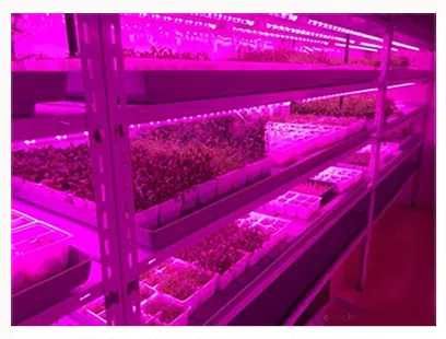длиной один метр ФИТО-ЛАМПА освещение/подсветка на растения и рассаду