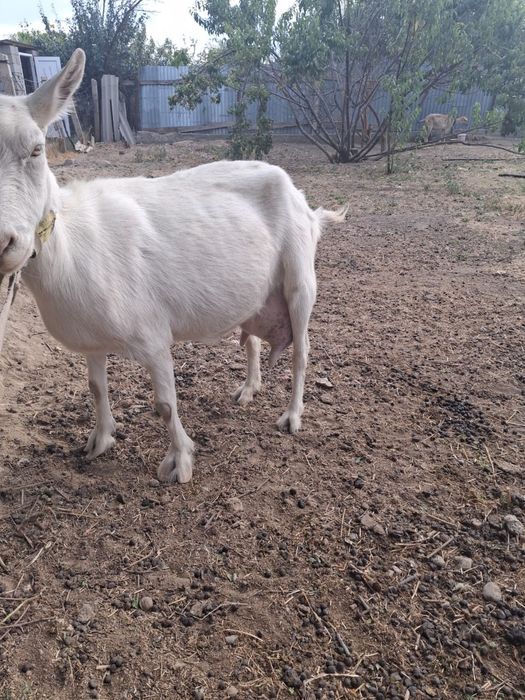 Продаётся козье молоко