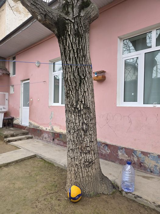 Дерево грецкий орех