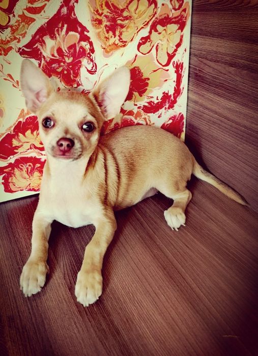 Девочка. Küşik. Срочно. Скидка!
