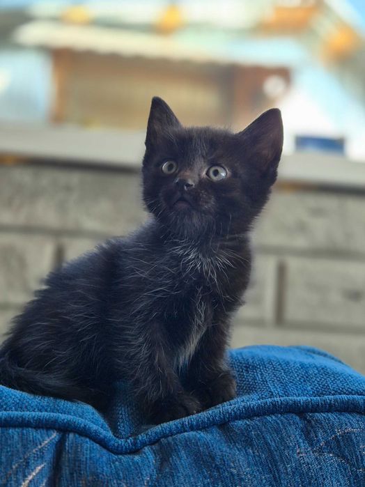Отдам котят даром в добрые руки