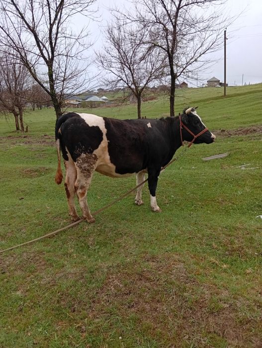Корова голштейн  тумаган1 туу