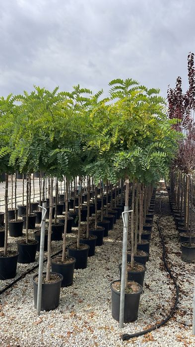 Brad argintiu. Leylandy Avem mai multe dimensiuni