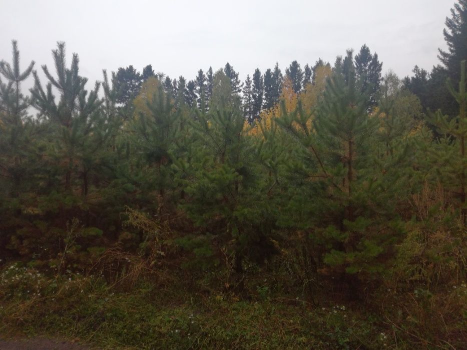 Саженцы Ели, сосны, березы
