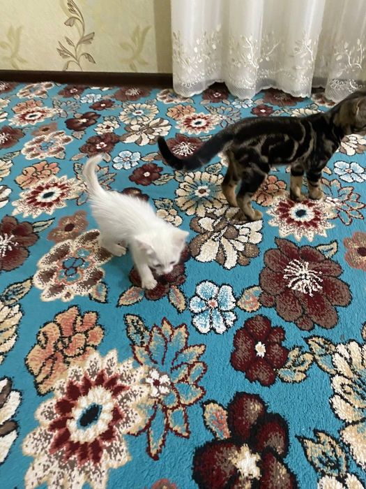 Отдам котят в хорошие руки