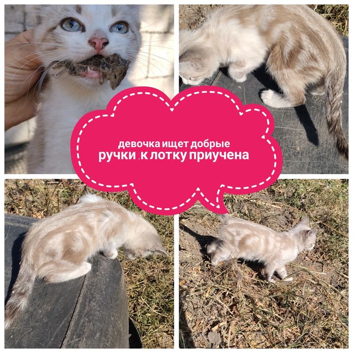 Кошечка  малышка