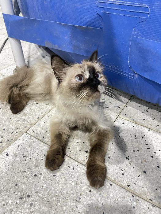 тайский зотли мушук яхши колларга