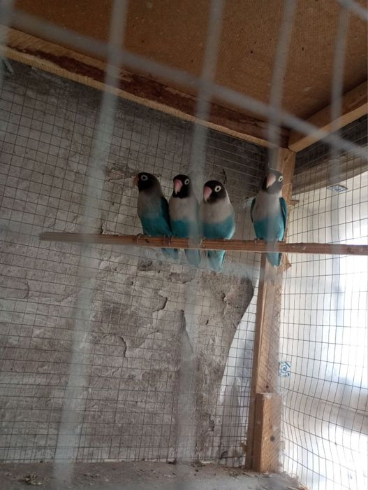 Popugay nerazlushka sotiladi 2 juft tayyor