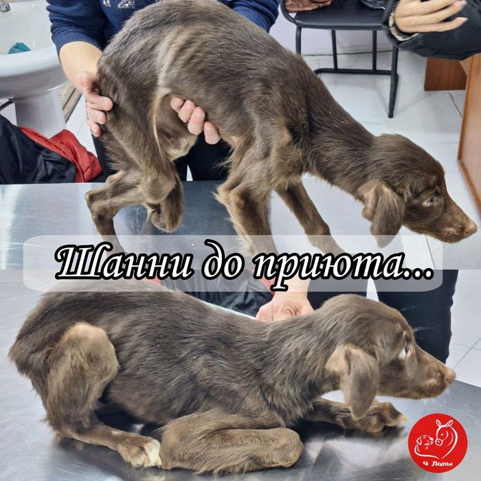Подарите Шанель настоящую семью