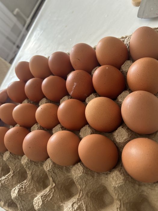 Продаю домашние яица