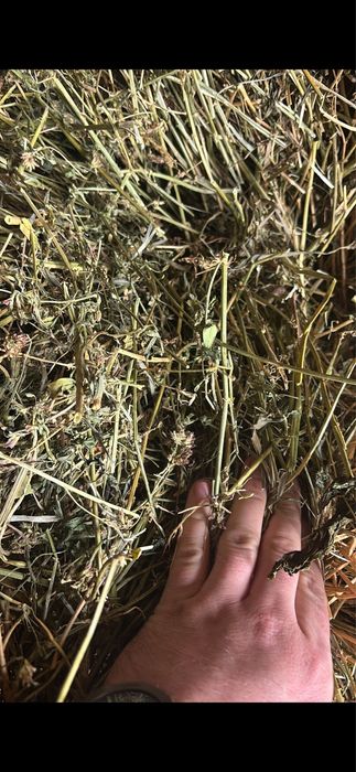 Vand baloti de lucerna si fan