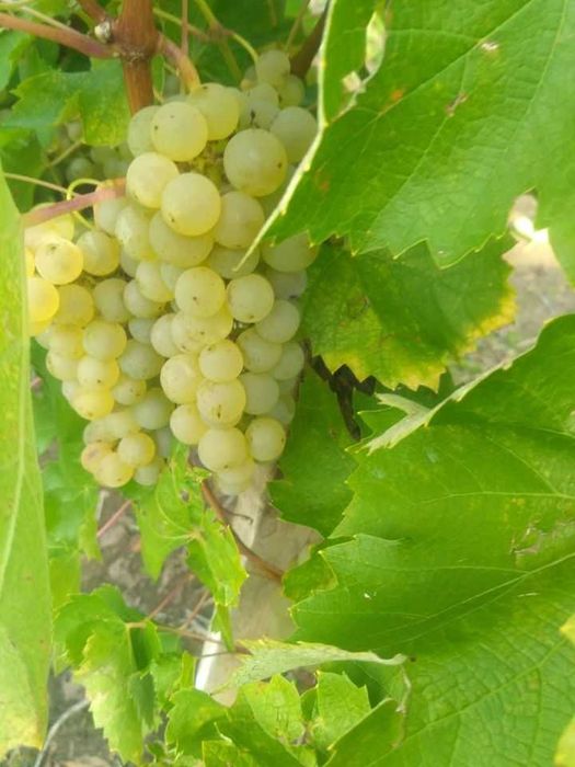 Vând struguri pentru vin (producția a câștigat medalie de aur)