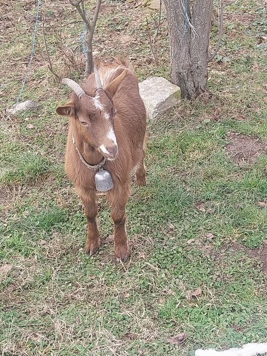 Dau la schimb două capre