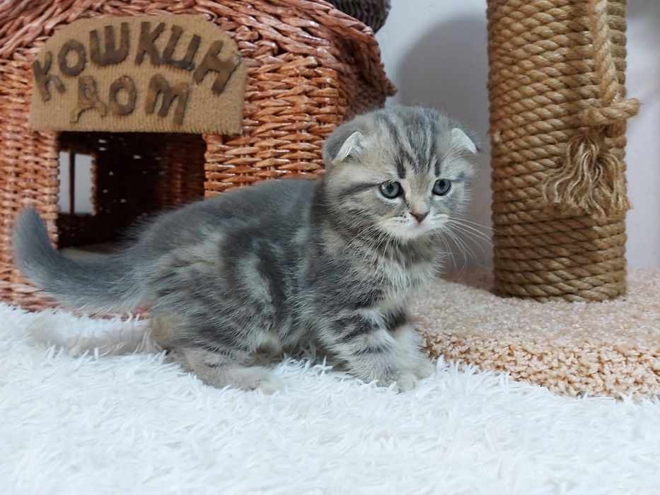 висЛоуХие  ШотЛанДские