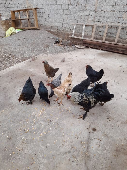 Xòroz va tovuq sotiladi.