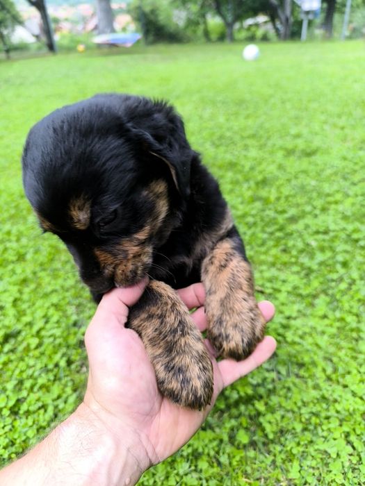Donez căței  metis labrador