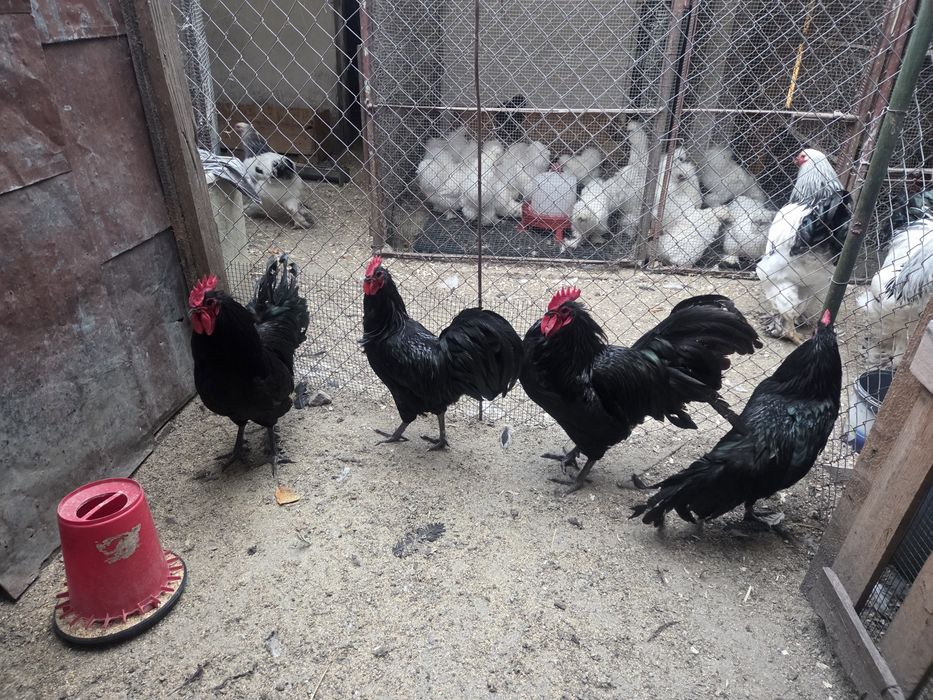 Cocosi Australorp culoare neagra