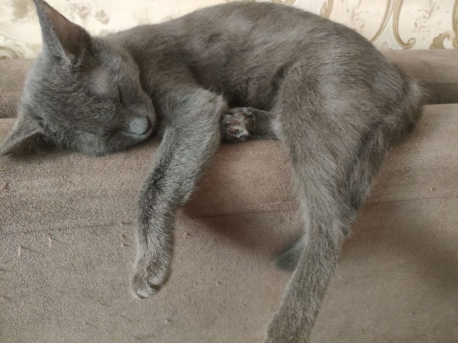 Отдам котенка в хорошие руки