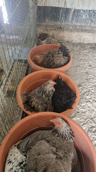 Oua de la diferite gaini de vanzare pentru incubat