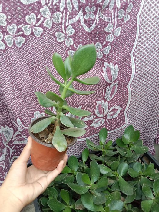 Денежный цветок, ПО 700