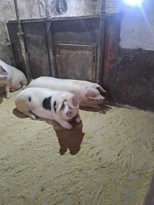 Продавам домашно гледани прасета