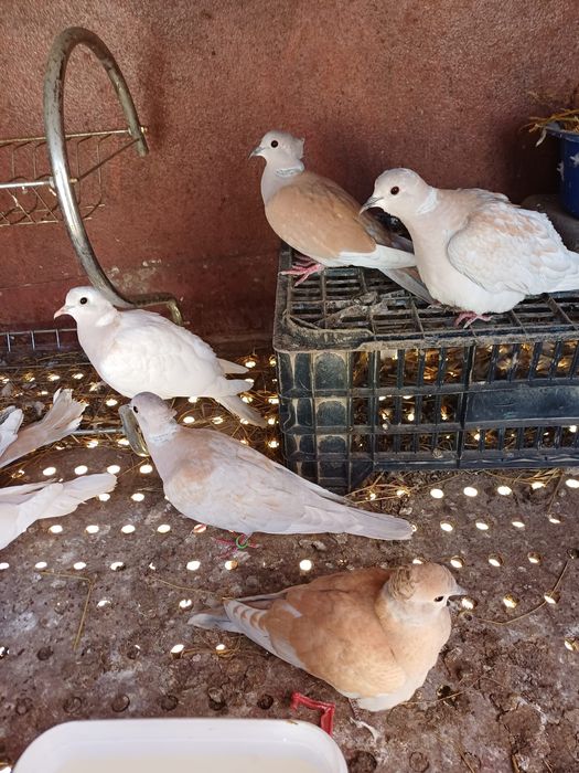 Turturele râzătoare motate