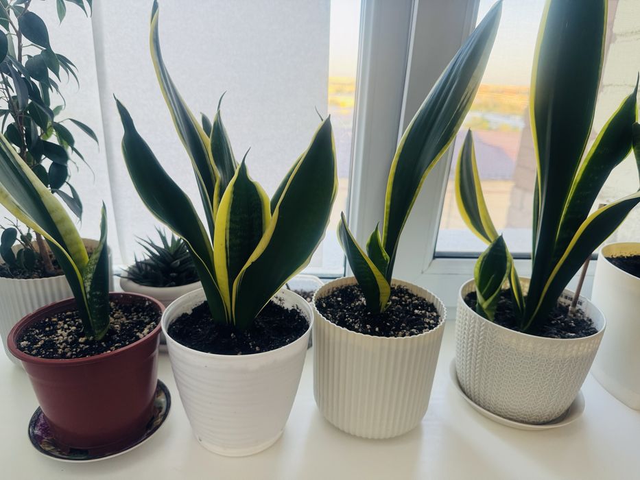 Сансеверия комнатные цветы