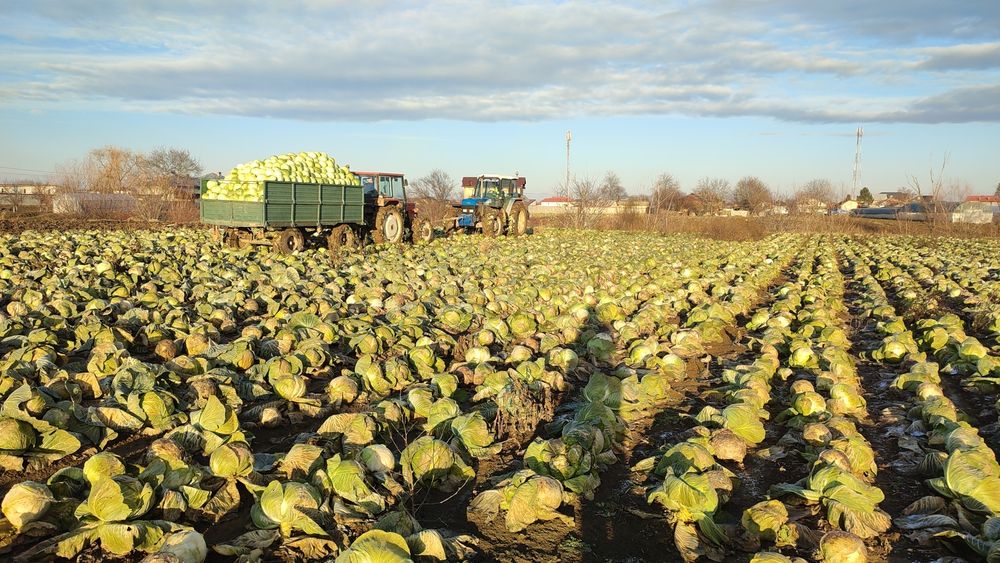 VARZA disponibil 15-16 tone