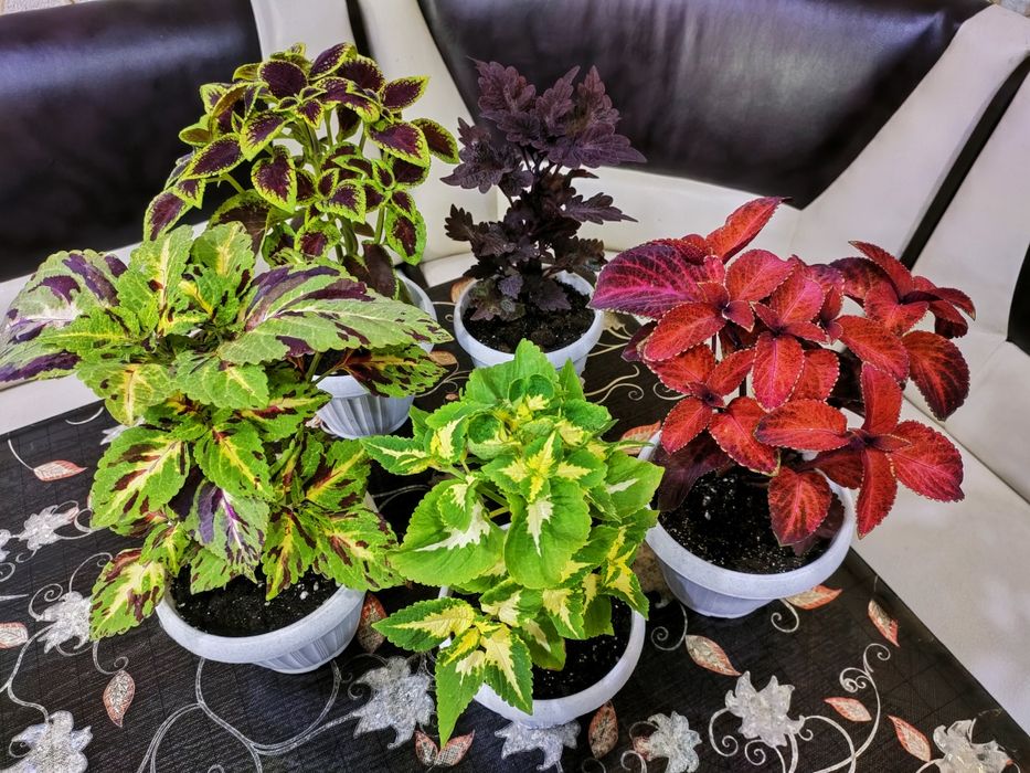 Колеусы, доставка