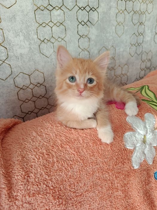 Котята кошки в добрые руки