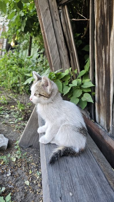 Отдам котят в хорошие руки