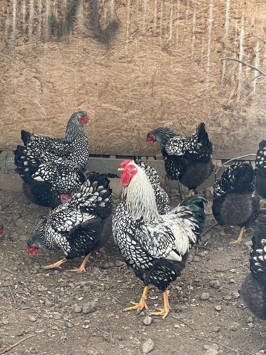 Виандот серебро яйцо