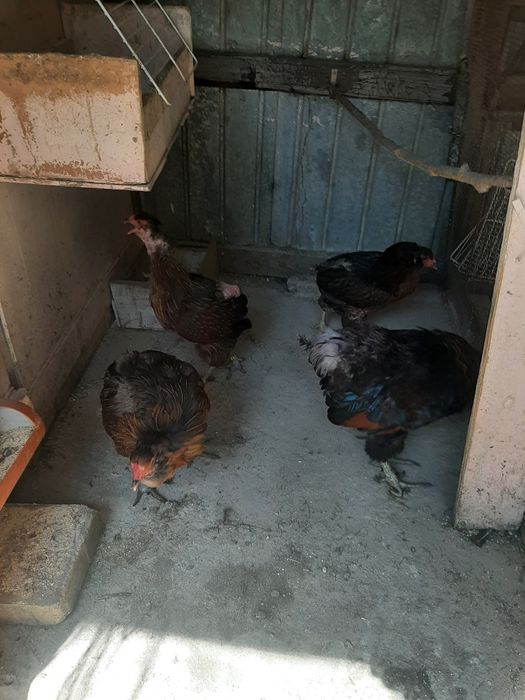 Vând  gaini araucana  pasari din matca