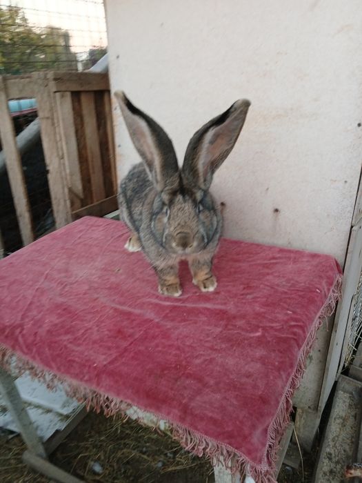 Iepuri uriaș german