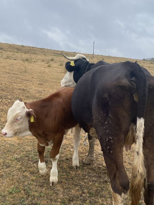 Vaca de vanzare