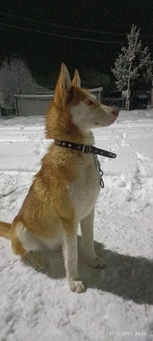 Продам Щенков  хаски