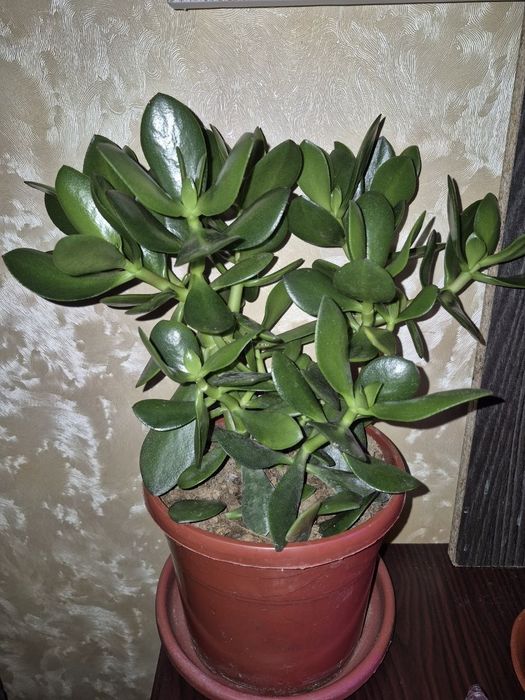 Продаётся цветок Денежное дерево