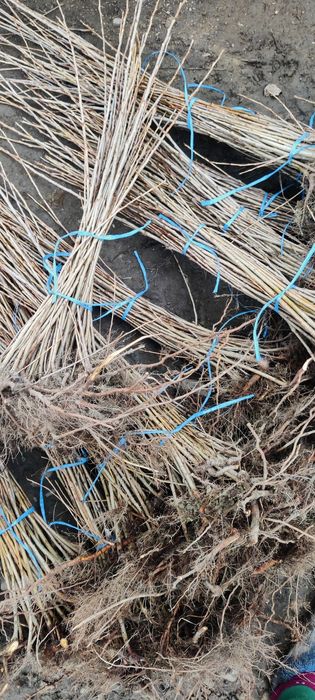 Puieți de salcâm frasin paltin fag carpen mesteacăn tei brad pin molid