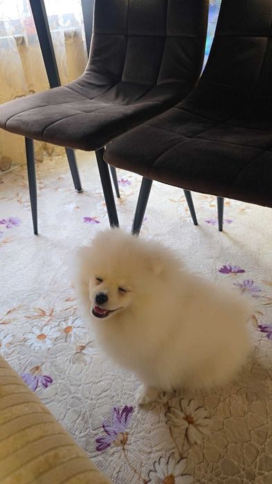 Продава се! Померанче женско на 3 месеца ваксинирано, опезпаразитено