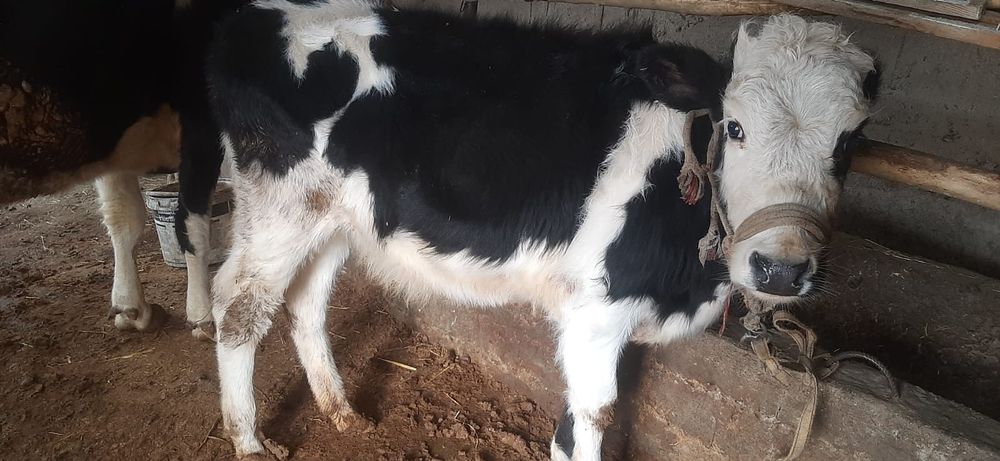 Бузау сатылады ургашы