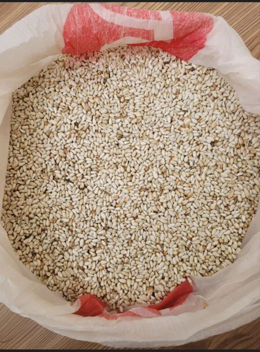 Masqar doni urugʼlikga