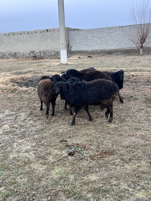 Кучкорлар сотилади тез ва арзон