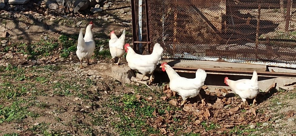 Куры Хаисекс уаит малодки