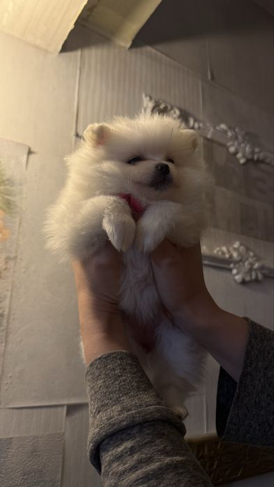 Шпиц девочка Алматы