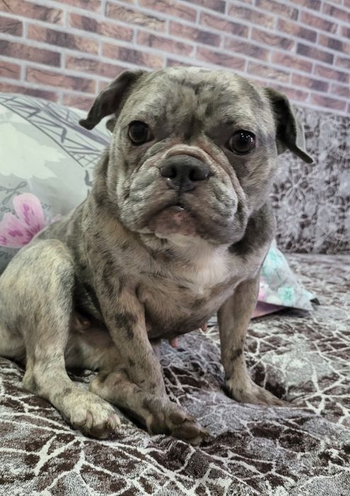 Френски булдог на 2 год.