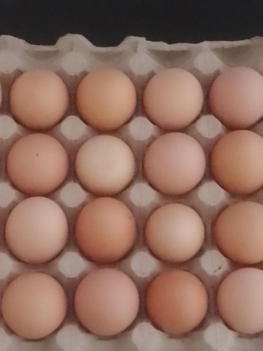 Oua de incubat gaini brahma